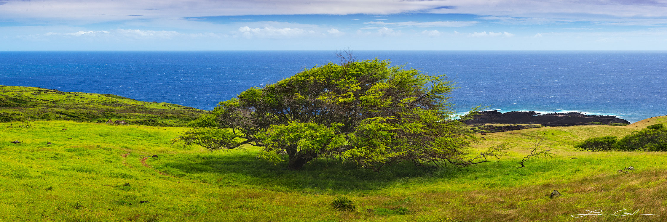 Pano of vast green Maui fields with a lone, wind-shaped tree and the boundless ocean in the backdrop - Gintchin Fine Art.