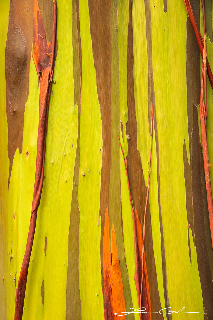 Discover the mesmerizing beauty of a rainbow tree's bark in Maui, as vibrant colors and intricate patterns come together in an abstract masterpiece - Gintchin Fine Art.