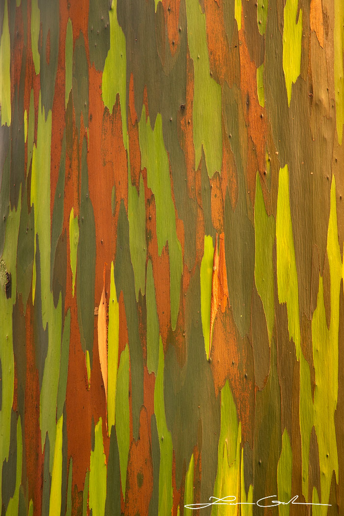 Explore the captivating patterns and vibrant colors of a eucalyptus tree trunk in Maui, revealing nature's intricate artistry - Gintchin Fine Art.
