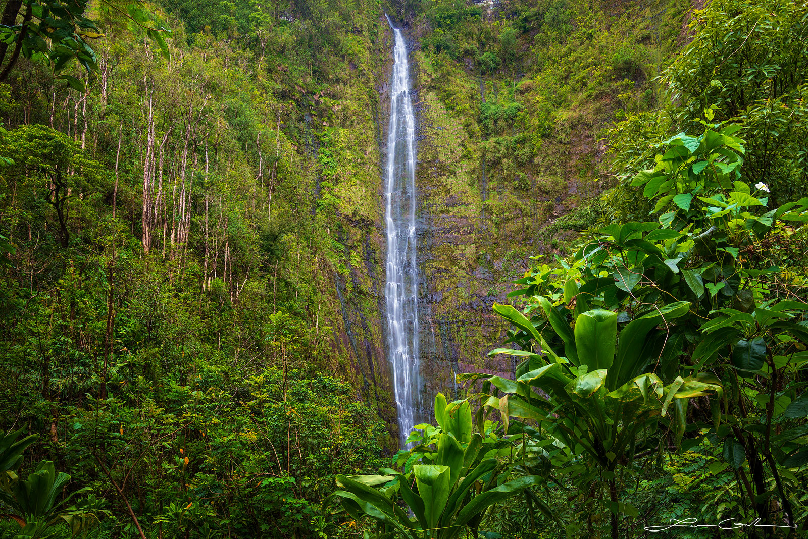 Discover the majesty of a tall waterfall in 'Secret Paradise' in Maui, HI with lush green vegetation - Gintchin Fine Art.