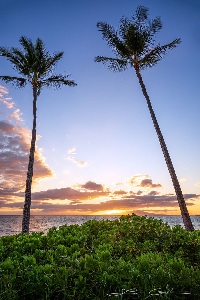 Twin palm trees extending into the blue evening sky with vibrant tropical vegetation in the foreground and the orange-hued sunset over the ocean on the horizon - Gintchin Fine Art.