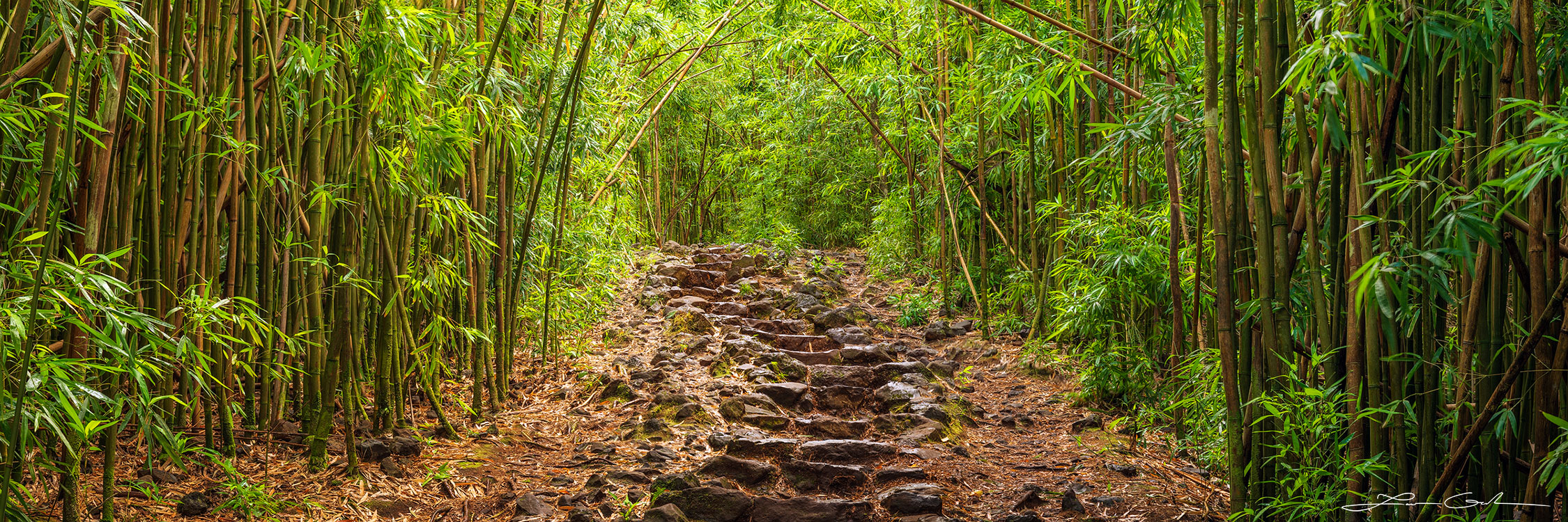 Panoramic fine art print of an ancient stone path ascending through a thick bamboo forest in Maui, Hawaii, titled "The Forgotten Way" - Gintchin Fine Art.
