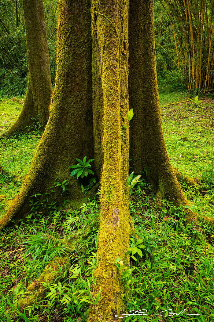 Close-up of a unique, moss-covered green tree in Maui, Hawaii with a vibrant, lush forest floor, titled 'Tolkien's Secret' - Gintchin Fine Art