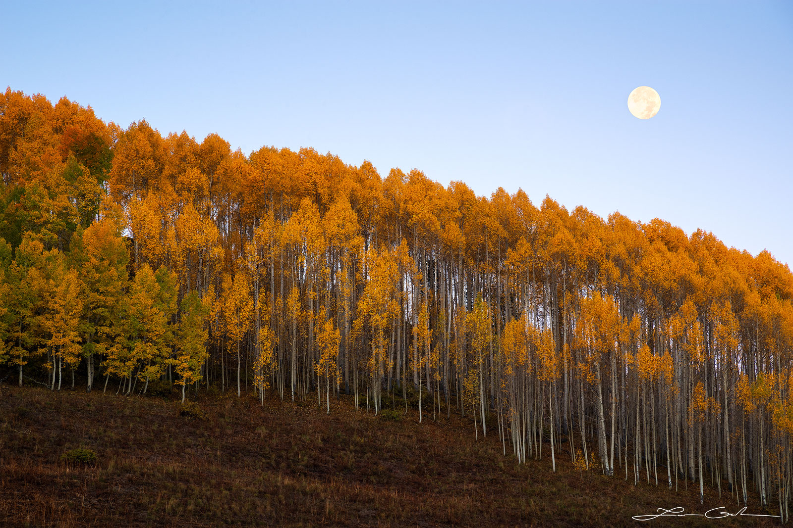 Colorful aspen trees against a full moon on a Colorado hillside - vibrant fall colors in nature's glory. - Gintchin Fine Art