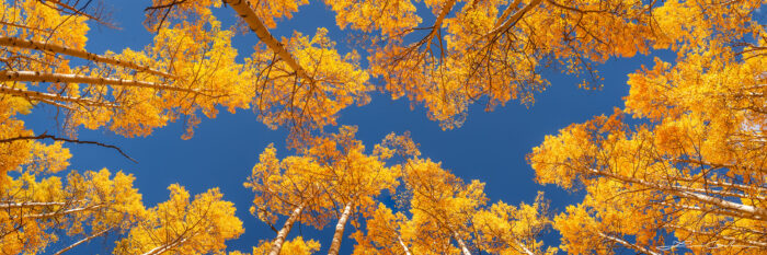 Majestic aspen trees displaying vibrant fall foliage against a clear, bright blue sky. - Gintchin Fine Art