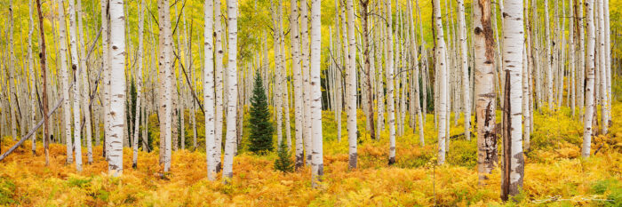 White trunk aspen trees painting a mesmerizing canvas of fall colors in a serene forest landscape. Vivid hues of red, gold, and orange intermingle with occasional greenery, capturing the essence of Colorado's autumn. Spruce trees break the warm tones, while rich ferns carpet the forest floor, creating a tranquil, breathtaking scene of nature's beauty.- Gintchin Fine Art