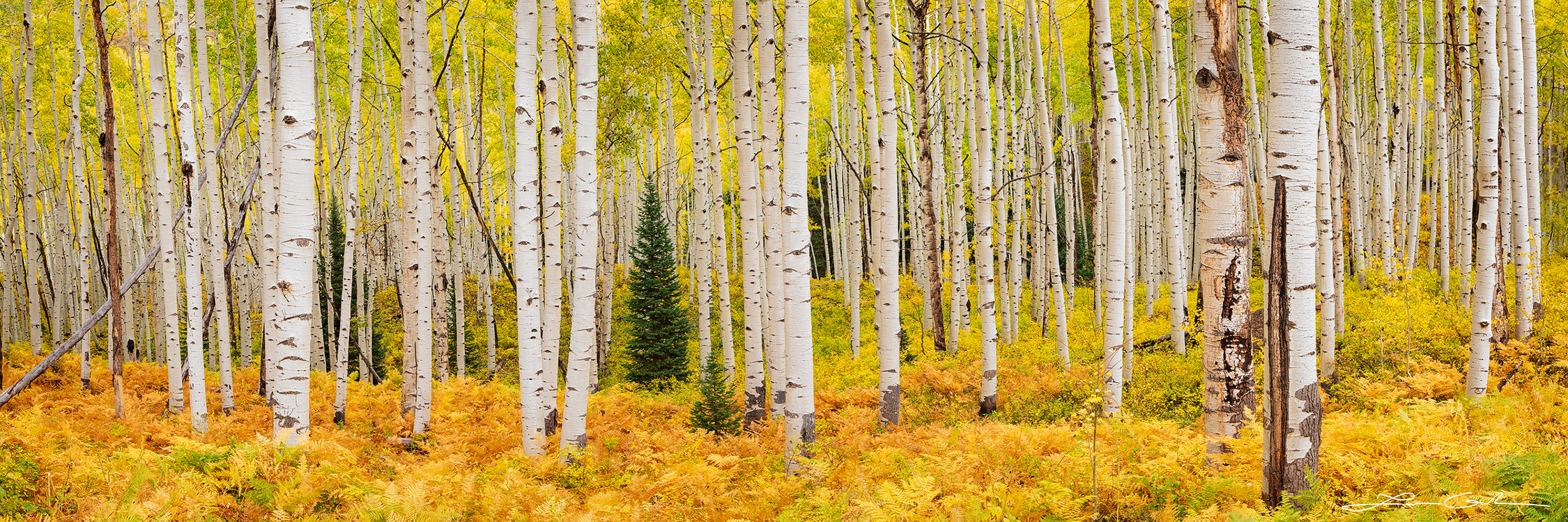 White trunk aspen trees painting a mesmerizing canvas of fall colors in a serene forest landscape. Vivid hues of red, gold, and orange intermingle with occasional greenery, capturing the essence of Colorado's autumn. Spruce trees break the warm tones, while rich ferns carpet the forest floor, creating a tranquil, breathtaking scene of nature's beauty.- Gintchin Fine Art