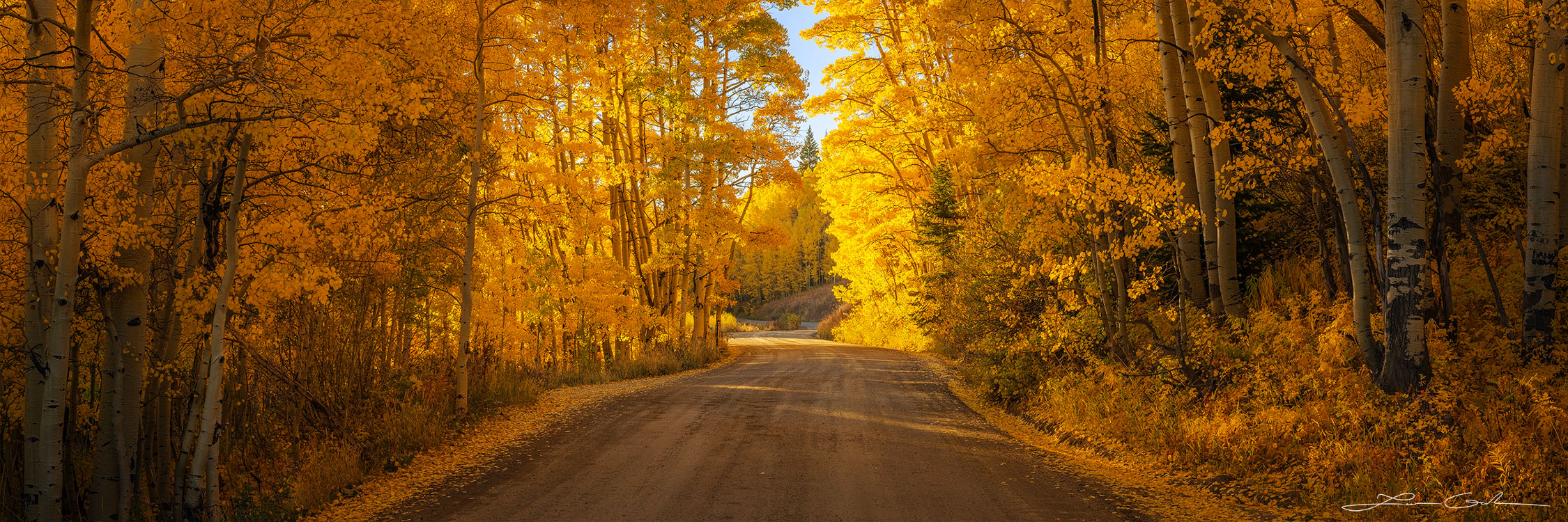 Forest road fall colors in Aspen forest near Crested Butte, Colorado mountains - Morning Majesty fine art image capturing golden aspen leaves in full autumn splendor. - Gintchin Fine Art