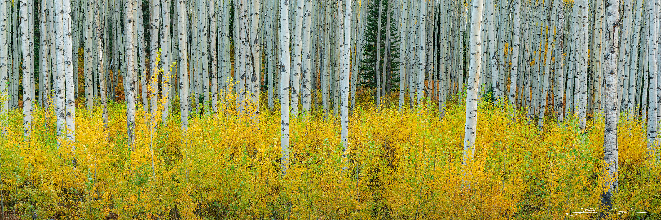 Autumnal Aspen Trees Fall Foliage: Dense forest scene with slender vertical trunks, yellowing leaves, and vibrant colors. Captivating contrast between warm foliage and cool trunks. Resembles a Bev Doolittle painting. - Gintchin Fine Art