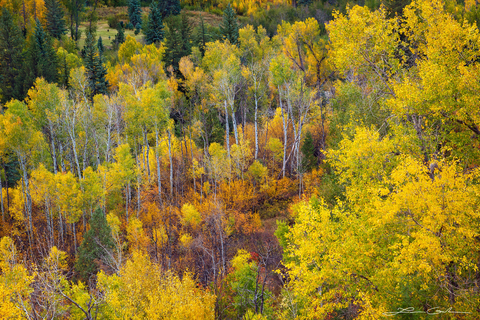 Fine art image showcasing enchanting Aspen trees in Colorado on a vibrant hillside. - Gintchin Fine Art