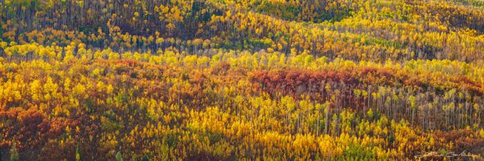 Panoramic view of vibrant yellow, orange, and green aspen fall colors hillside, captured from a distance, showcasing the majestic beauty of thousands of trees on a mountain slope. - Gintchin Fine Art