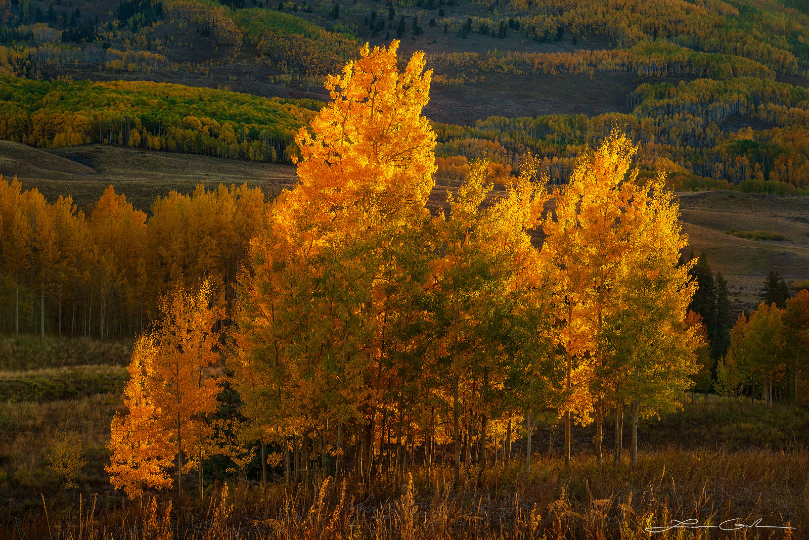 Sunlit aspen trees in autumnal glory captured in 'Light Catchers' - a stunning fine art image showcasing the radiant beauty of fall foliage illuminated by the morning sunrise. - Gintchin Fine Art