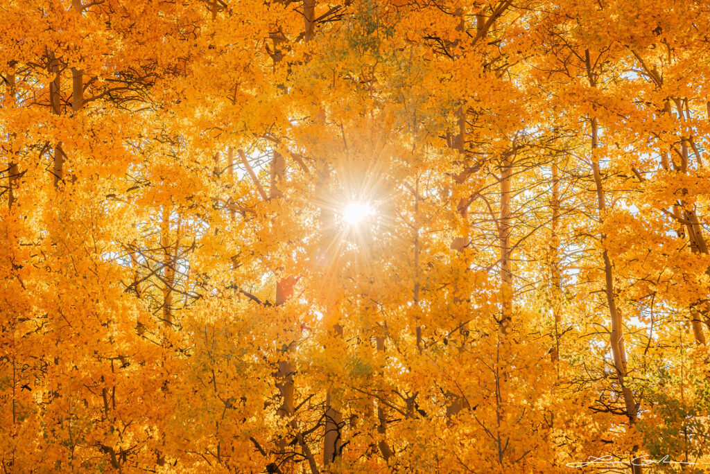 Trees Fine Art Photography and Prints | Gintchin Fine Art