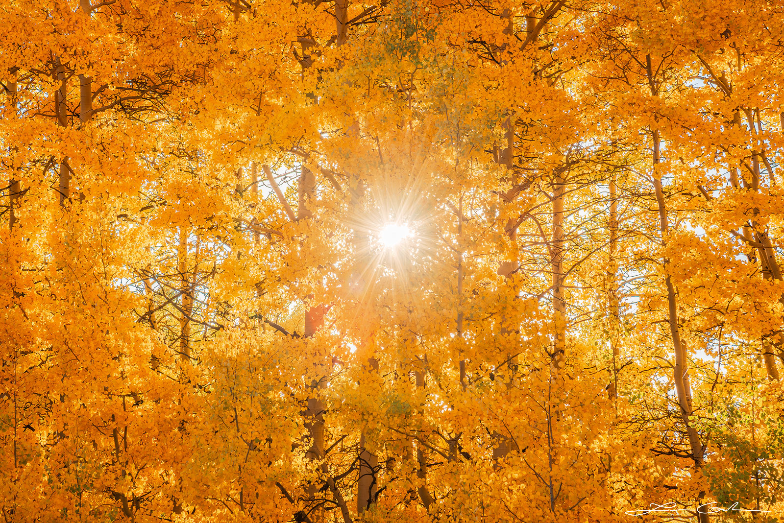 Vibrant gold yellow aspen trees with a sunstar, a captivating autumn scene - Gintchin Fine Art