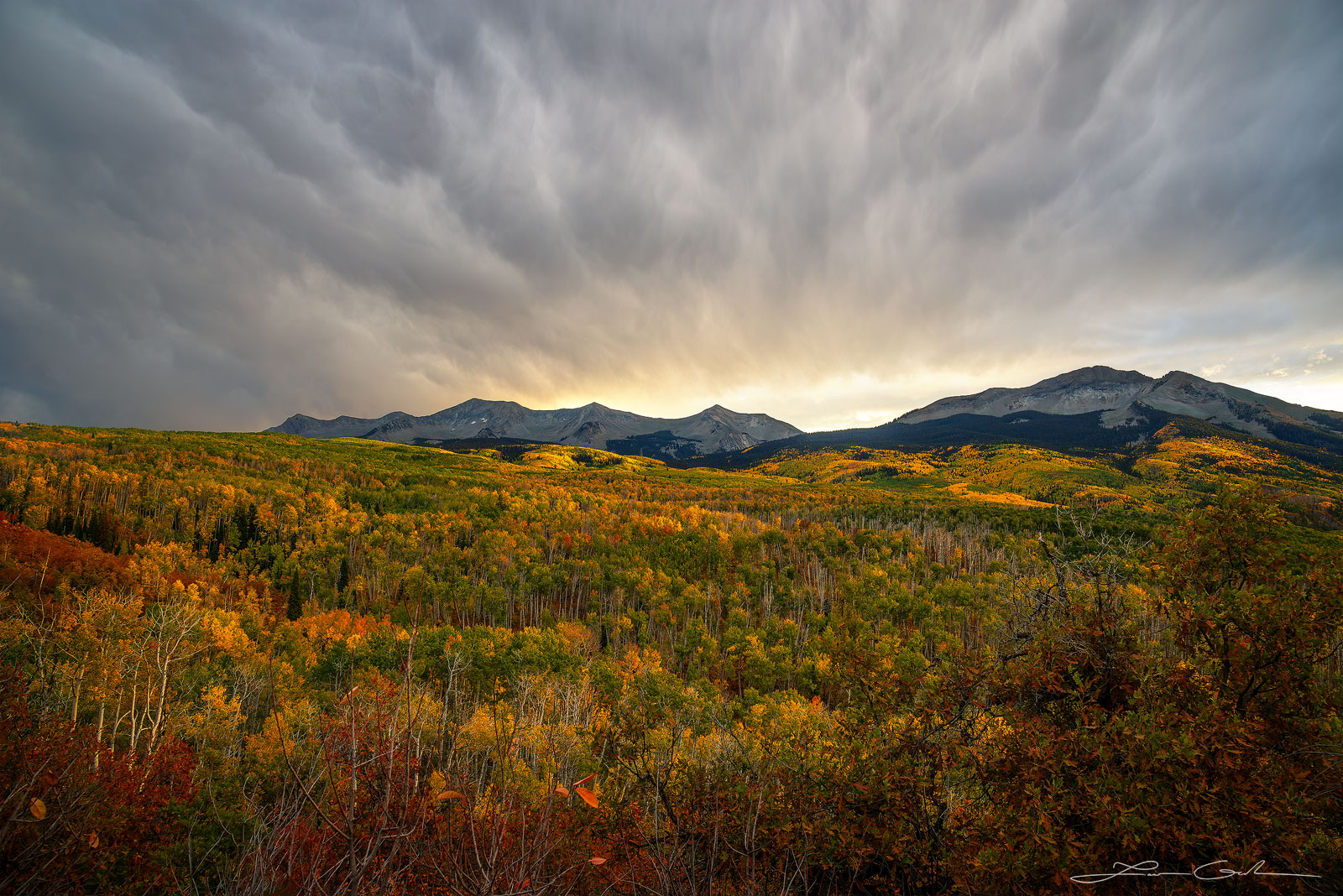 Colorado Kebler Pass Aspen Forests with Dramatic Skies Fall Colors Fine Art Image. - Gintchin Fine Art
