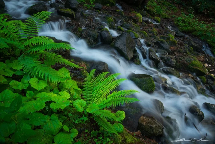 A photo print of a lush forest stream with vibrant green ferns and foliage beside a gently flowing stream surrounded by moss-covered rocks. - Gintchin Fine Art