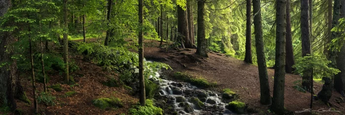 Fine art photo print of a forest stream landscape in the Pirin Mountains, Bulgaria, featuring lush green foliage, a gentle stream, and dappled sunlight. - Gintchin Fine Art