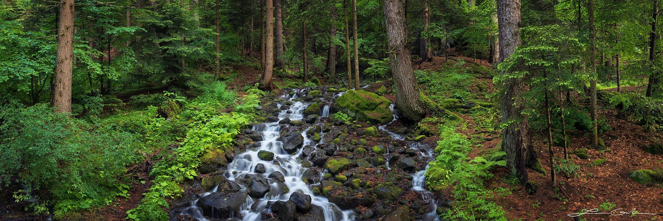 Fine art photo print of a mountain forest stream in Pirin National Park, Bulgaria, featuring a natural spring surrounded by lush green woodland and moss-covered rocks. - Gintchin Fine Art