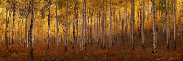 Panoramic photograph of sunlit aspen trees in a dense autumn forest, with tall, slender trunks marked by dark knots and golden-yellow leaves illuminated by warm sunlight, creating a serene autumn landscape.