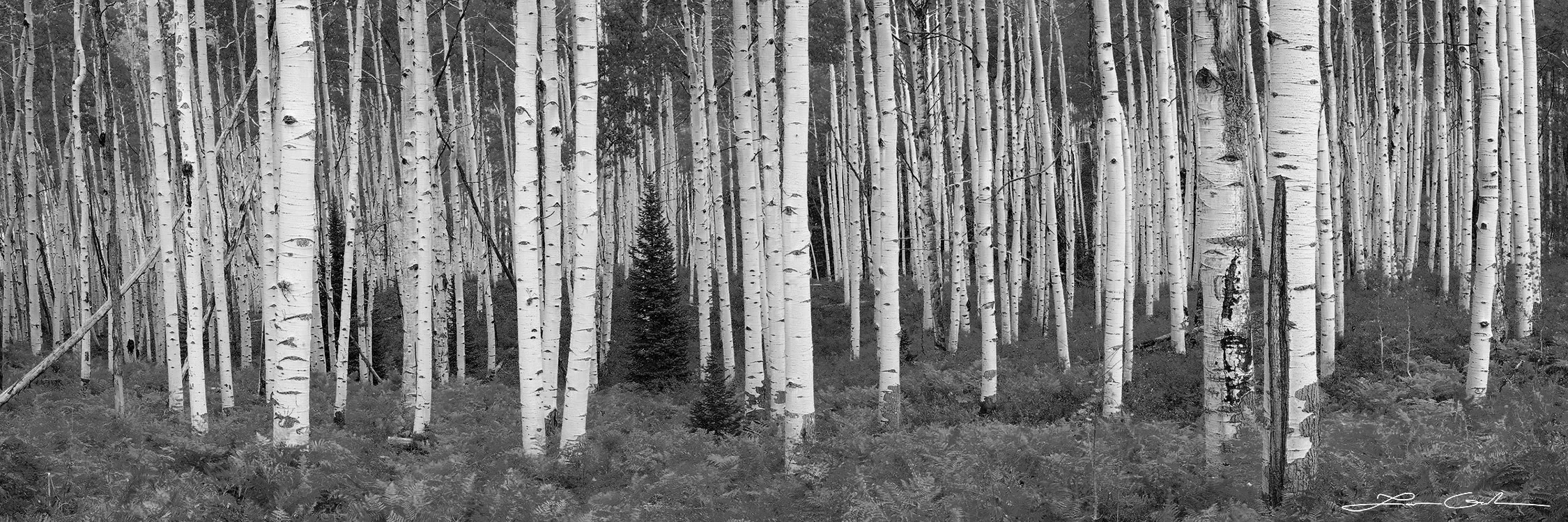 Black-and-white close-up of multiple Aspen trunks with dark markings against a backdrop of dense foliage.