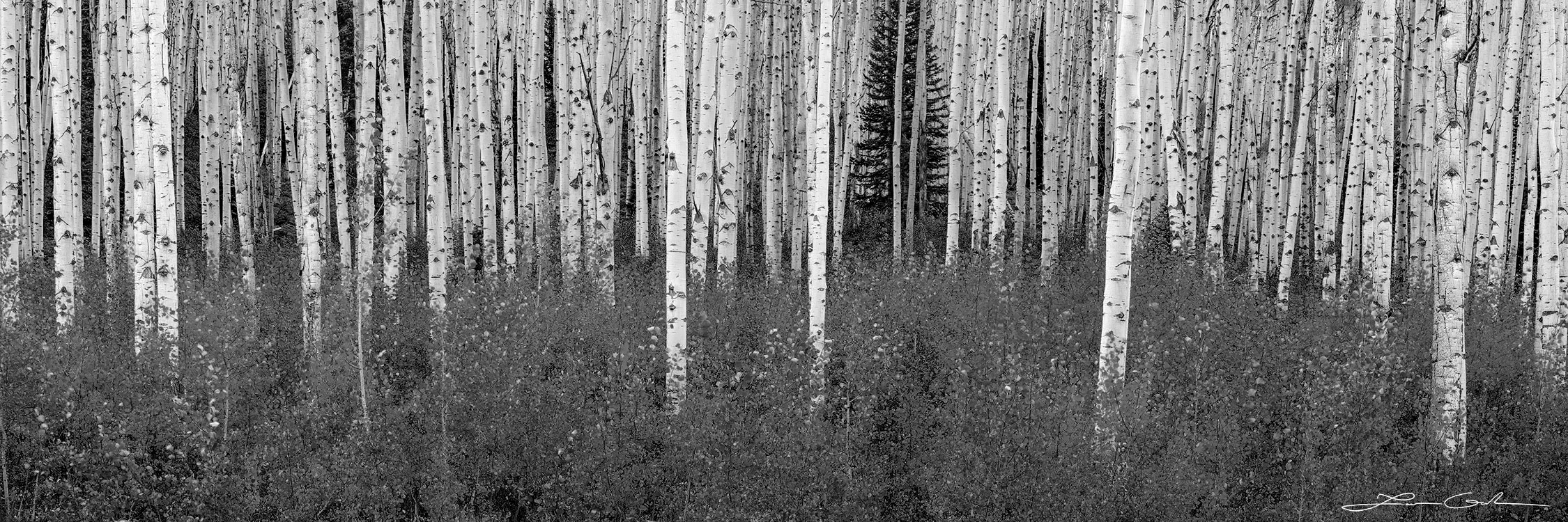 Black-and-white photo of a dense Aspen forest with light-colored trunks, understory shrubs, and a single dark conifer in the background.