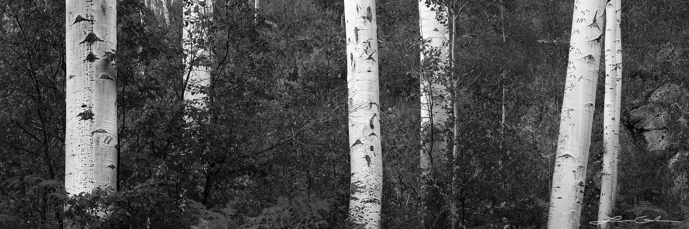 Black-and-white close-up of Aspen tree trunks with textured bark and dense foliage in the background.