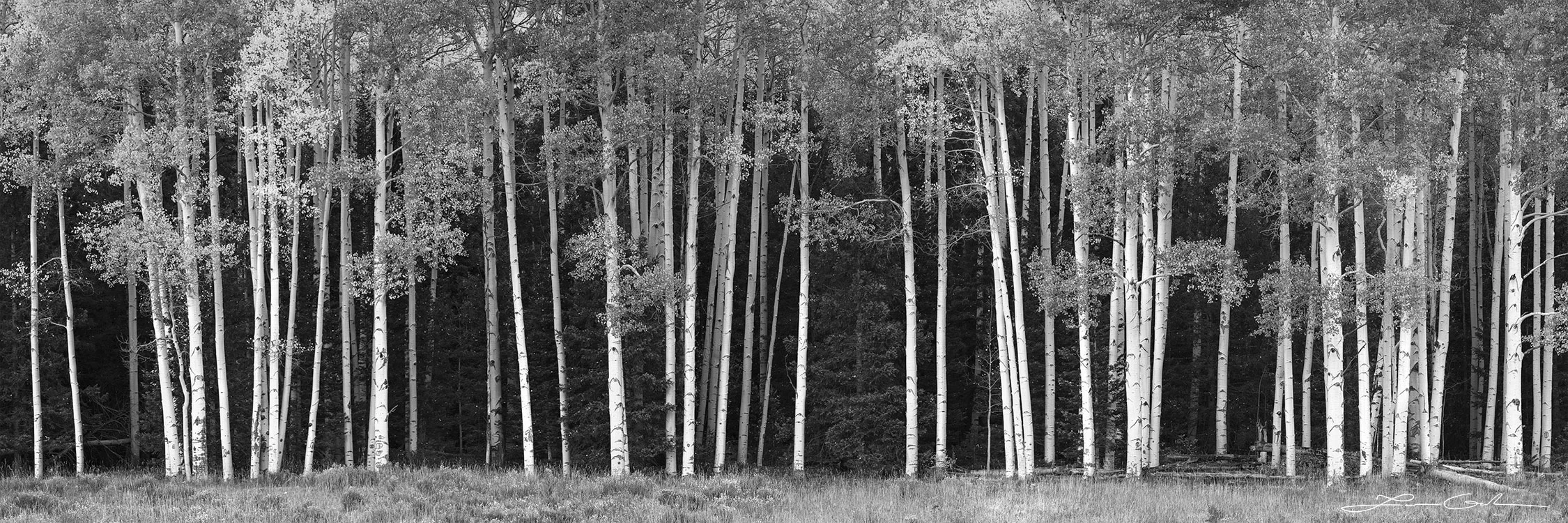 Black-and-white photo of a row of tall Aspen tree trunks against a dark forest background.