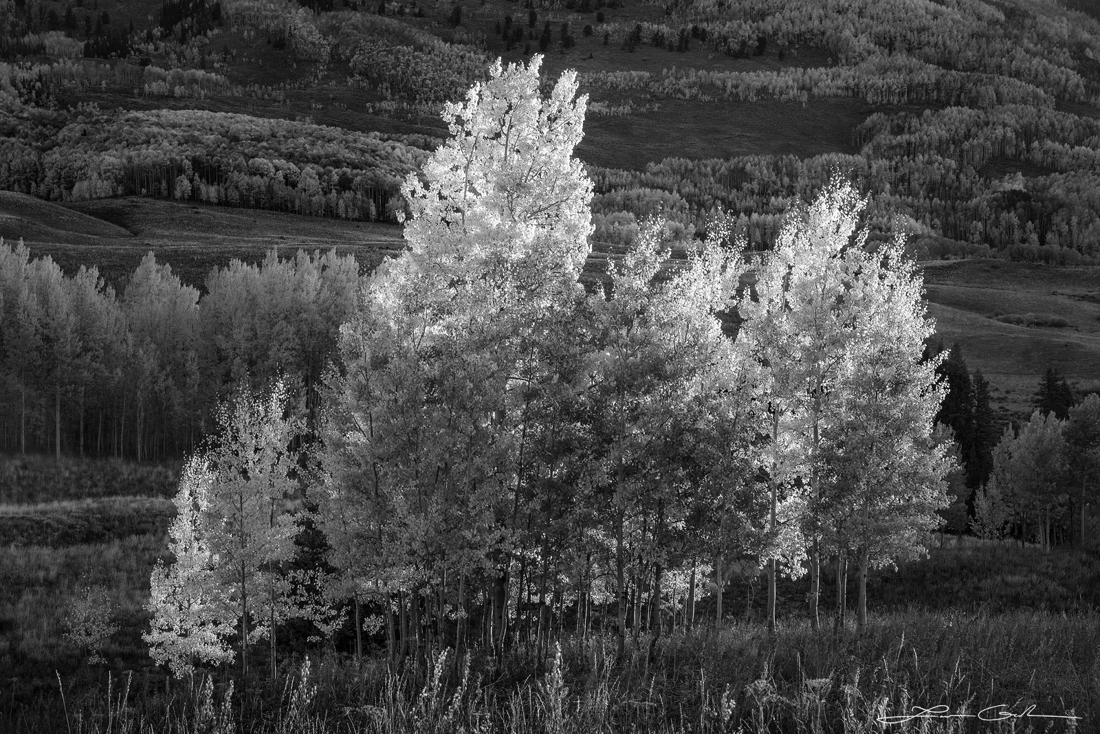 Black-and-white photo of a grove of sunlit Aspen trees in a meadow with hills in the background.