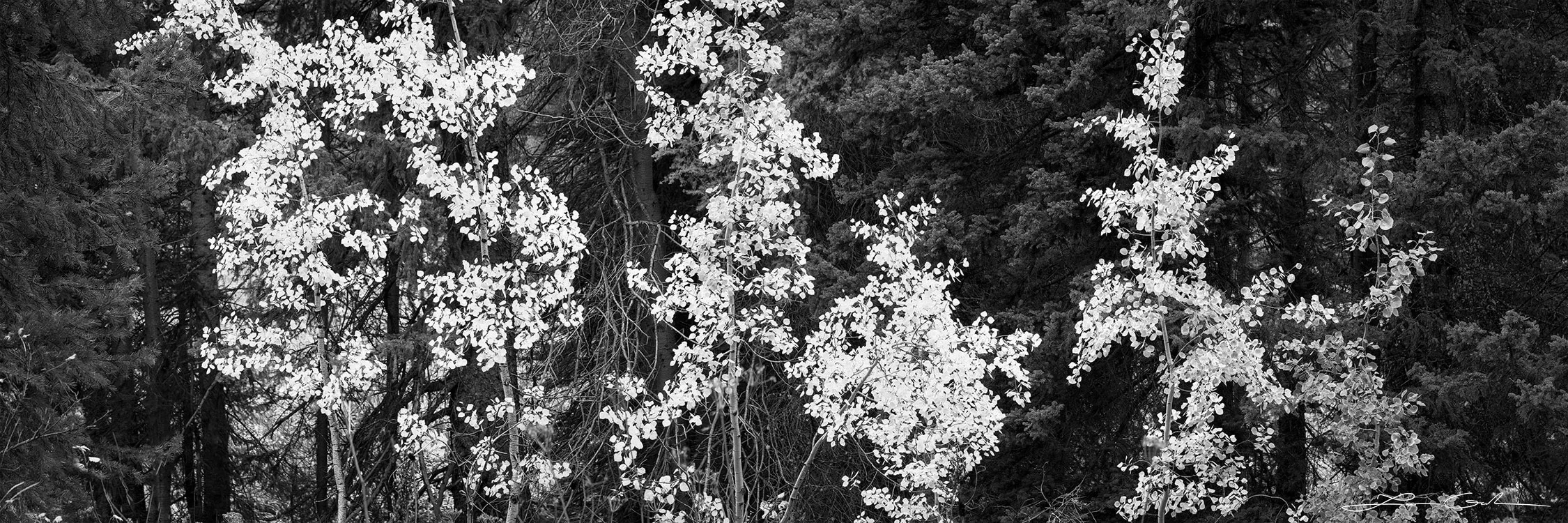 Black-and-white photo of a cluster of Aspen trees with light leaves against a dark forest background.