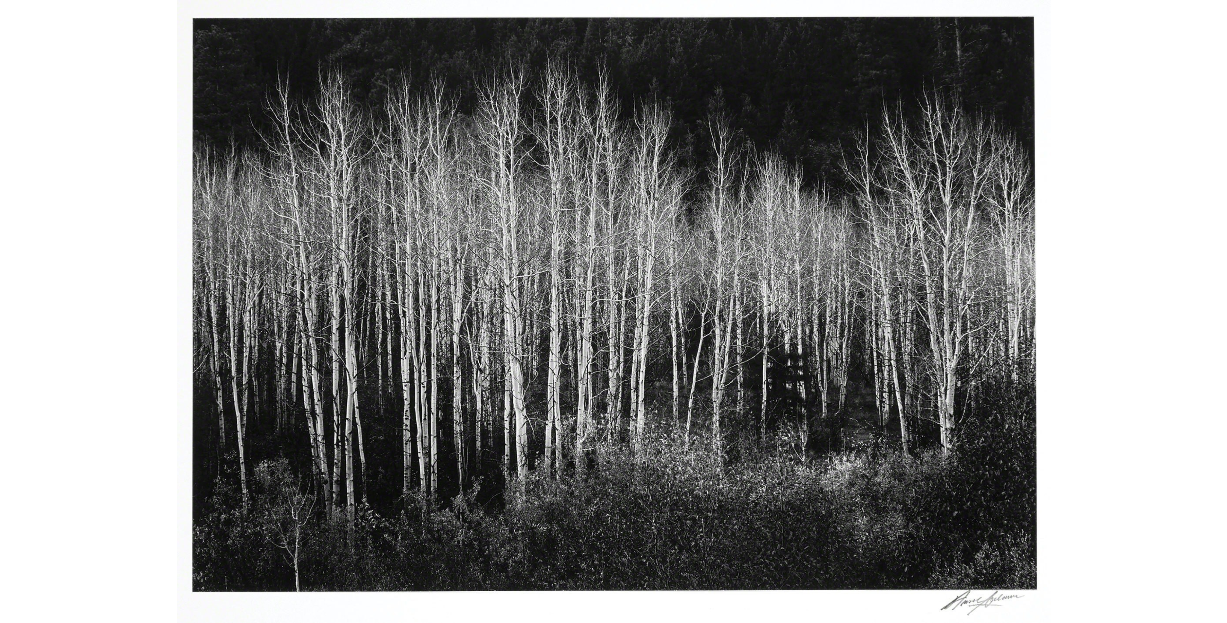 In this vertical composition, Ansel Adams focuses on a smaller group of aspen trunks, emphasizing their smooth texture and eye-like markings.