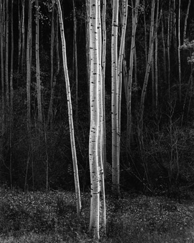 In this vertical composition, Ansel Adams focuses on a smaller group of aspen trunks, emphasizing their smooth texture and eye-like markings.