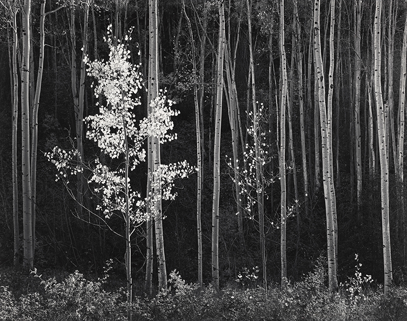 This photograph is a prime example of Ansel Adams' skill in using light to create a strong photographic effect. The bare branches of the aspens seem to shimmer with light, almost as if they are glowing against the darker backdrop of the forest.