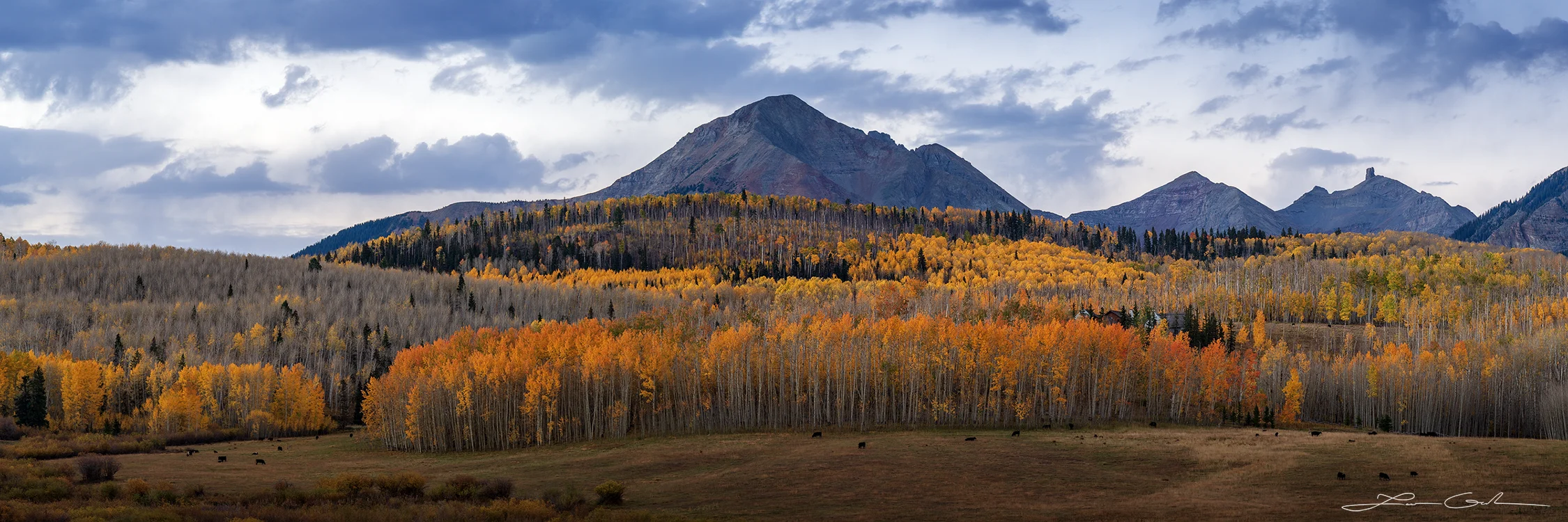 A panoramic view of a Colorado mesa in fall, featuring vibrant autumn colors with golden and orange aspen trees stretching across the landscape, interspersed with dark green conifers. In the foreground, a golden-brown meadow with grazing cows adds a pastoral touch, while rugged gray mountain peaks rise dramatically in the background under an overcast sky.