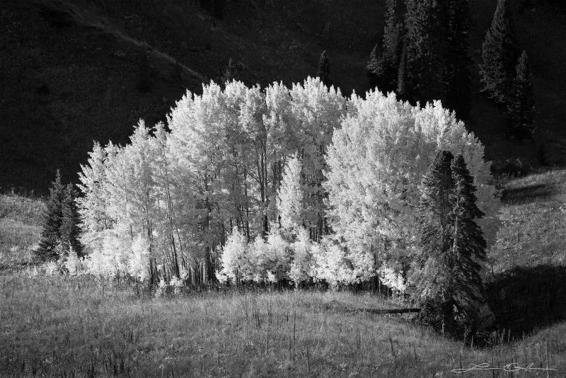 Black-and-white photo of a sunlit cluster of Aspen trees in a grassy meadow with shadowed hills and a lone conifer in the background.