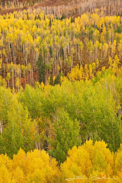 Aspen trees during the fall season with colorful leaves - Gintchin Fine Art