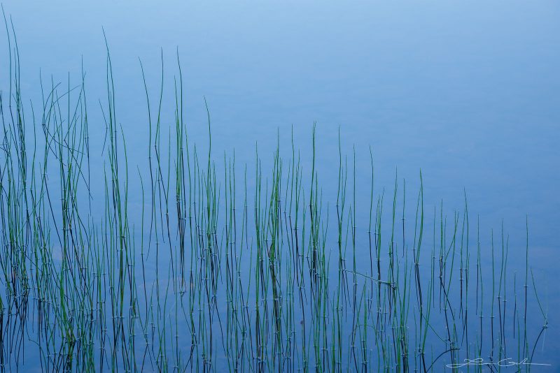 Tiny grand blades through the water surface of a calm lake create abstract simplicity in Norway - Gintchin Fine Art