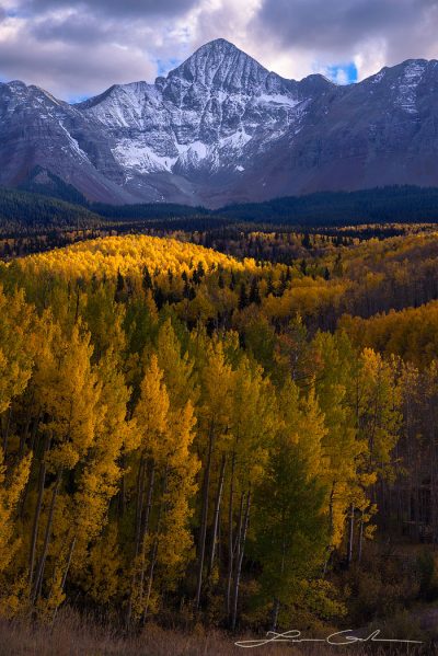 Fall color aspen trees with snow covered Wilson Peak, Colorado