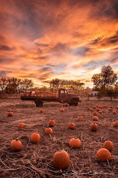A pumpkin field and an old Chevi truck under dramatic orange sunset clouds