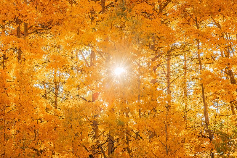 Vibrant gold yellow aspen trees with a sunstar, a captivating autumn scene - Gintchin Fine Art