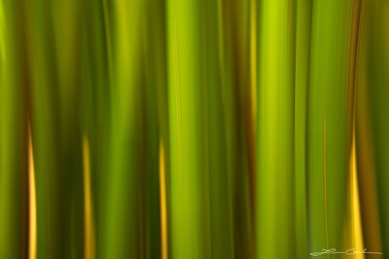 Abstract image of blurred bamboo forest stems in fresh green and yellow colors creating a zen-like atmosphere - Zen Flow - Gintchin Fine Art.